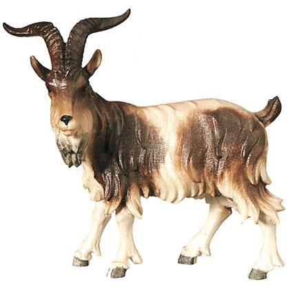 Goat standing